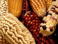 different kinds of corn 