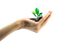 Handling holding tree growing from money