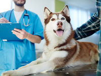Happy Husky at a Vet
