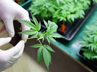 ETF Pick of the Month: Go For the Green in This Rebound