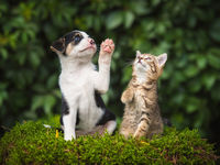 New IPO Could Eventually Find Its Way to Pet Care ETF