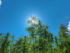 New%20marijuana%20etf%20%e2%80%98yolo%e2%80%99%20now%20has%20listed%20options