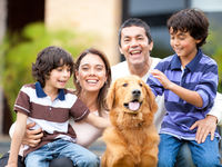 Pet Care, Infrastructure & Online Retail