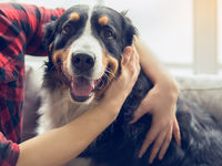 Inside The Potential Potency of Pet Stocks