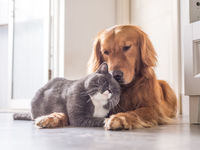 Chewy IPO Finds Its Way Into ProShares Pet Care ETF