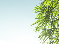 Innovation Shares Debuts Cannabis ETF ‘THCX’