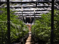 Amplify Seymour Cannabis ETF Launches on NYSE