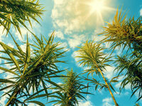 Inside the New Amplify Cannabis ETF