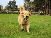 PAWZ Potential Boosted by These Companies, Among Others