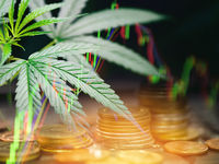YOLO Sponsors Spot Another Budding Cannabis ETF