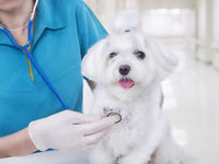 Data Looks Great For Powerful Pet Care ETF