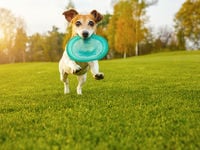 New Zoetis Drug Could Could Bring Boost to Pet Care ETF