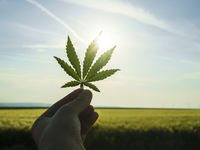 YOLO Manager Sees Opportunity as Cannabis Stocks Slide