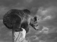 Bearishness May Take on Markets with Less Rate Cuts