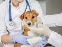 ProShares Pet Care ETF Continues Looking Powerful