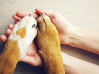 Pet Industry Innovation May Further Fuel PAWZ ETF