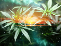 A Smoke-Filled Outlook For Cannabis ETFs