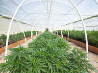 The Low-Cost Way of Investing in Cannabis