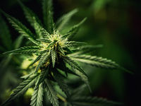 Marijuana ETFs May Be A Cheap Value Opportunity