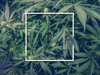 Perhaps Some Hope For This Marijuana ETF