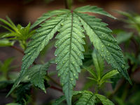 Relief May Come For Subdued Cannabis ETFs