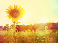 “3 Reasons Bond ETFs are on the Rise” w/Karen Schenone