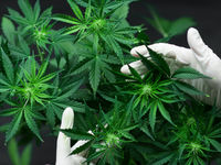 POTX Pot ETF Could Hit Higher in 2020