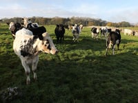 MOOve Onto This Agriculture ETF in 2020