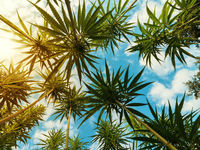 Investors Hoping For 2020 Changes For Cannabis ETFs