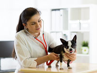 Pet Care ETF PAWZ May be Powerful in 2020
