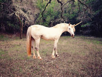 This Unicorn Rebound Raises The IPO ETF