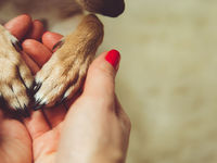 Giving Some Love For The Pet Care ETF