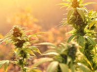 Cannabis ETF Holdings Remain Incredibly Shorted