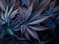 Interesting Demographic May Open Up Cannabis ETFs
