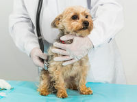 Pet Care ETF Holds up Strong in Dizzying Market