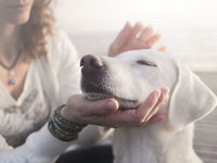 Chewy Proves Pet ETF Has Online Coronavirus Benefits