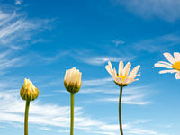 A Quality Dividend ETF With Yield & Growth Chances