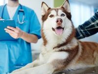 Pet Care ETF Proves Remarkably Durable in Rough Market