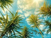 Cannabis ETF Merits Consideration in Post-Virus World