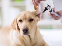 Pet Care ETF Proves Potency in 2020