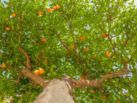 High-Yield Prospects: July 8 Edition