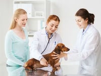 PAWZ Pet Care ETF Still Impresses