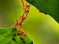 ANTs (Active Non-Transparent ETFs) Are on the Rise