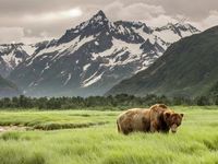 Will a U.S.-China Tech War Bring Out the Bears?