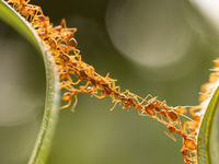 ANTs Feature Unique Structure, New Active Approach