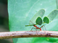 Turning to ANTs to Take Over Front-Runners