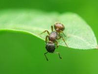 A Big Name Is Coming Soon to ANT Land