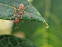 New ANT Could Be Alluring Mid-Cap Idea