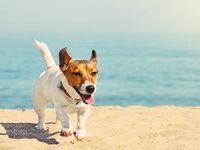 No Dog Days Here: The ALPS EDOG ETF