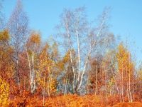 A No-Nonsense November for Russell 2000 ETFs